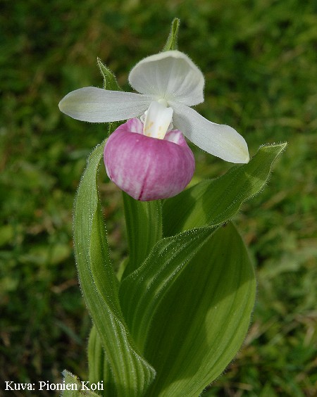 Cypripedium reginae